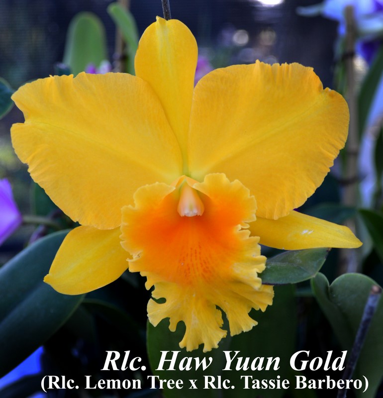 Rlc. Haw Yuan Gold 4\"